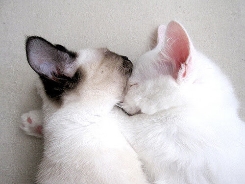 FBSPORTS-_网络大奖赛：在线互动，跨越屏幕的激战_，网络竞技大赛