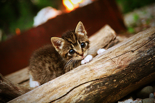 “国内足球青训基地引入虚拟现实技术提升培训效果”，足球职业青训营