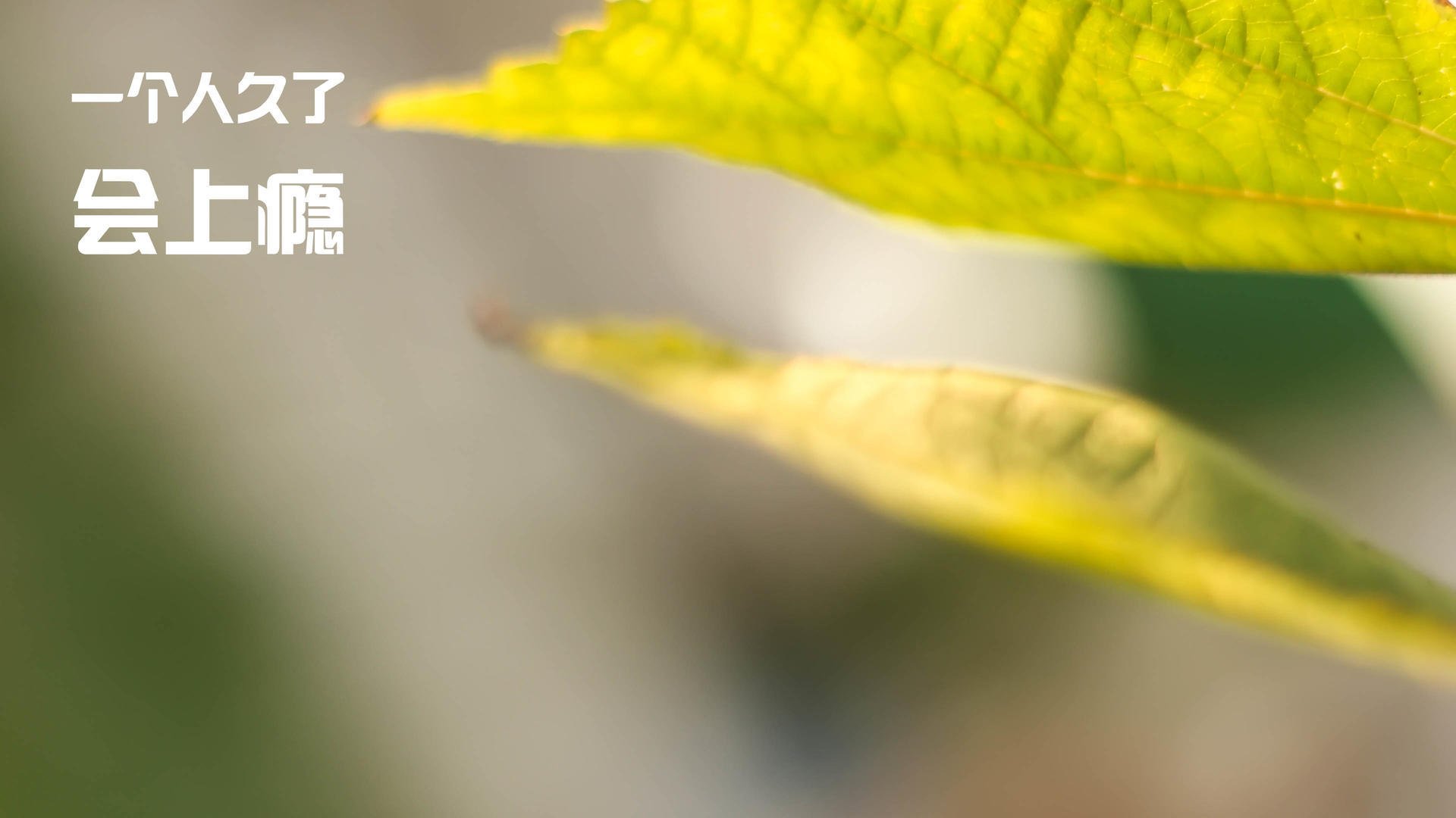 “意甲联赛高潮迭起:冠军争夺战进入冲刺阶段”,意甲 冠军