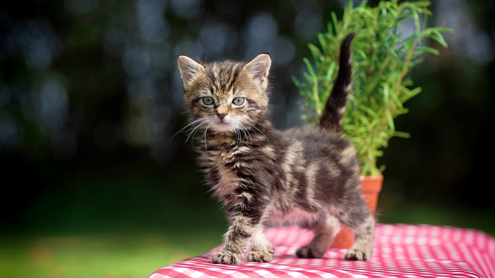 “意甲逆转高潮:逆境中的坚持换来胜利”,意甲转会期