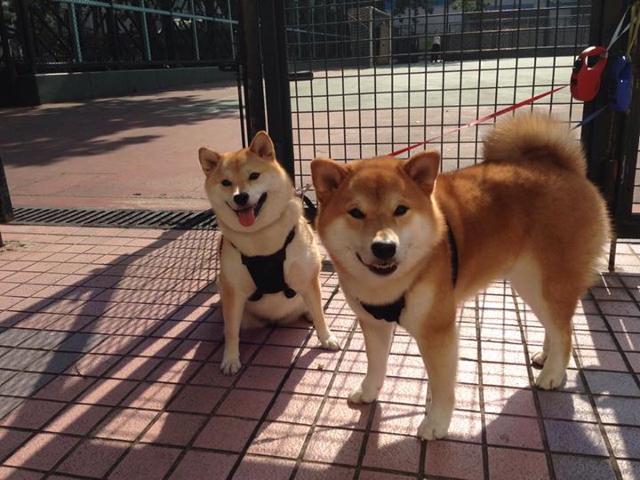fb体育官网首页-单挑王者：联盟中最具突破性的一对一对决，王者荣耀一对一的单挑规则