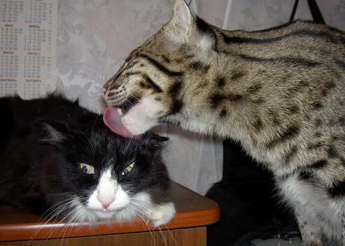 FB体育网页版-史上最燃的“关键投篮”合集，你支持哪一场瞬间？，关键投票 下载