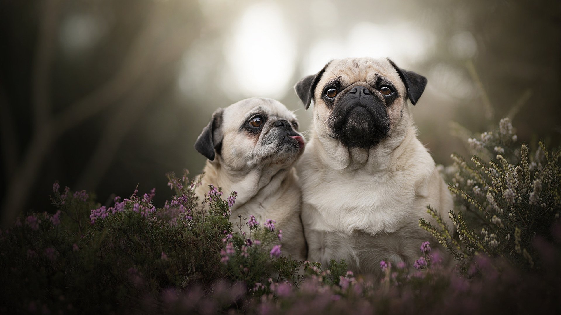墨西哥队在巴黎奥运会比赛中展现出强大的远射能力，奥运墨西哥巴西