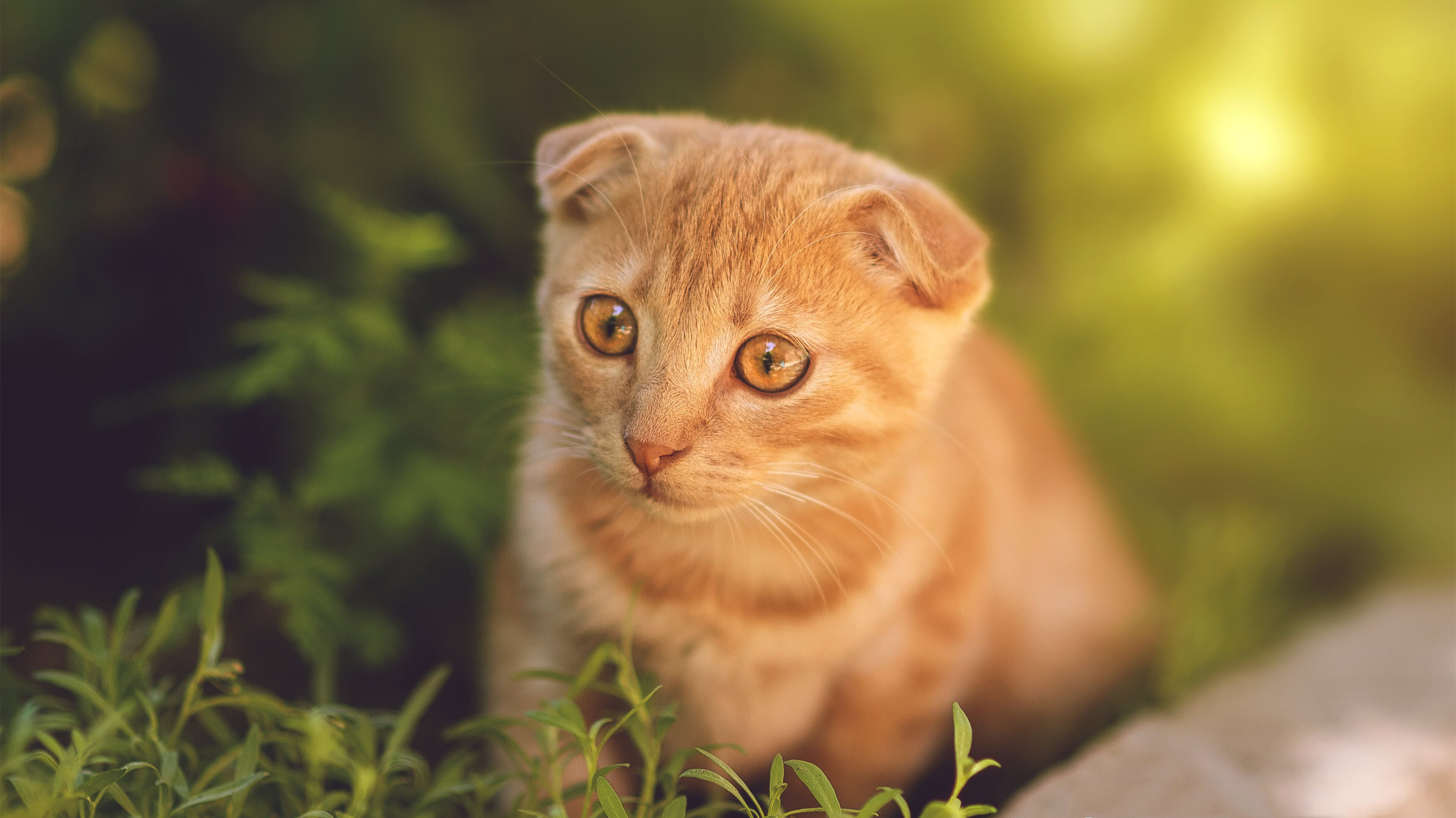 FB体育娱乐-日本队战术大师的完美布局！，日本队战术大师的完美布局有哪些