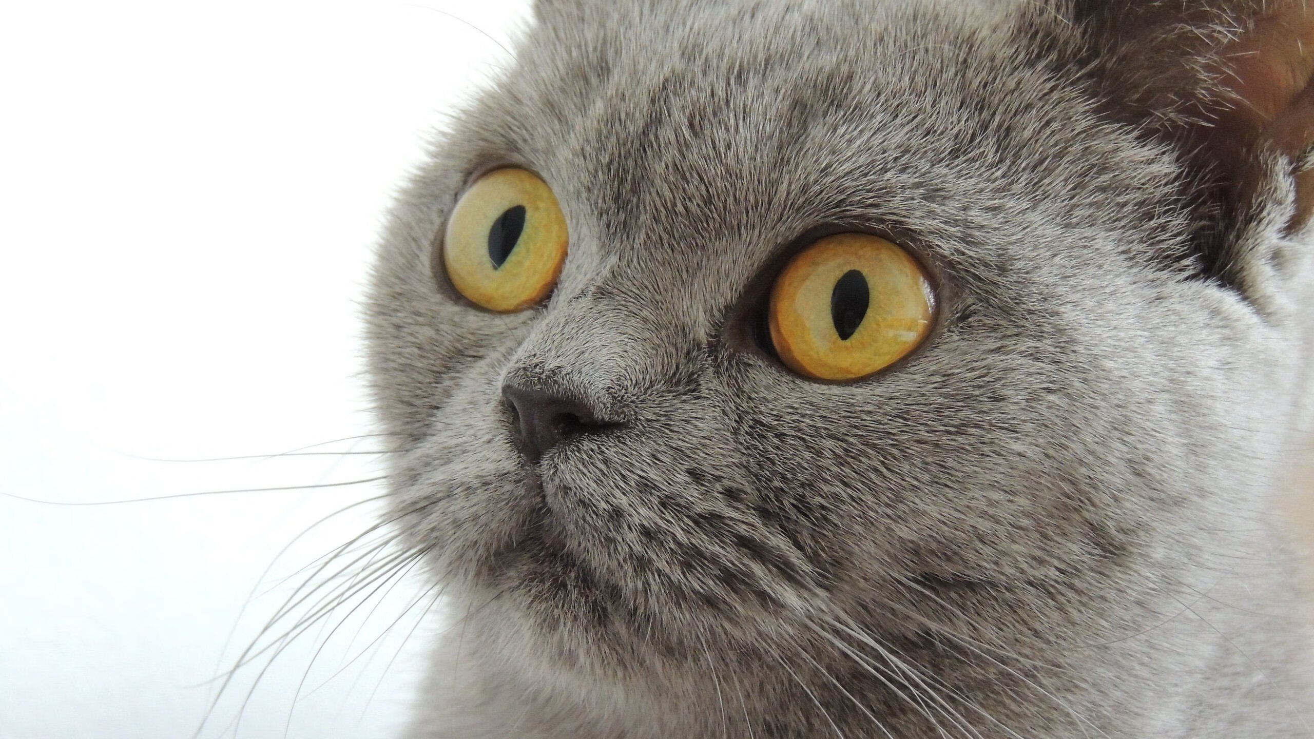 亚洲杯中国青年队战胜 球迷期待未来表现，亚洲杯中国队名单