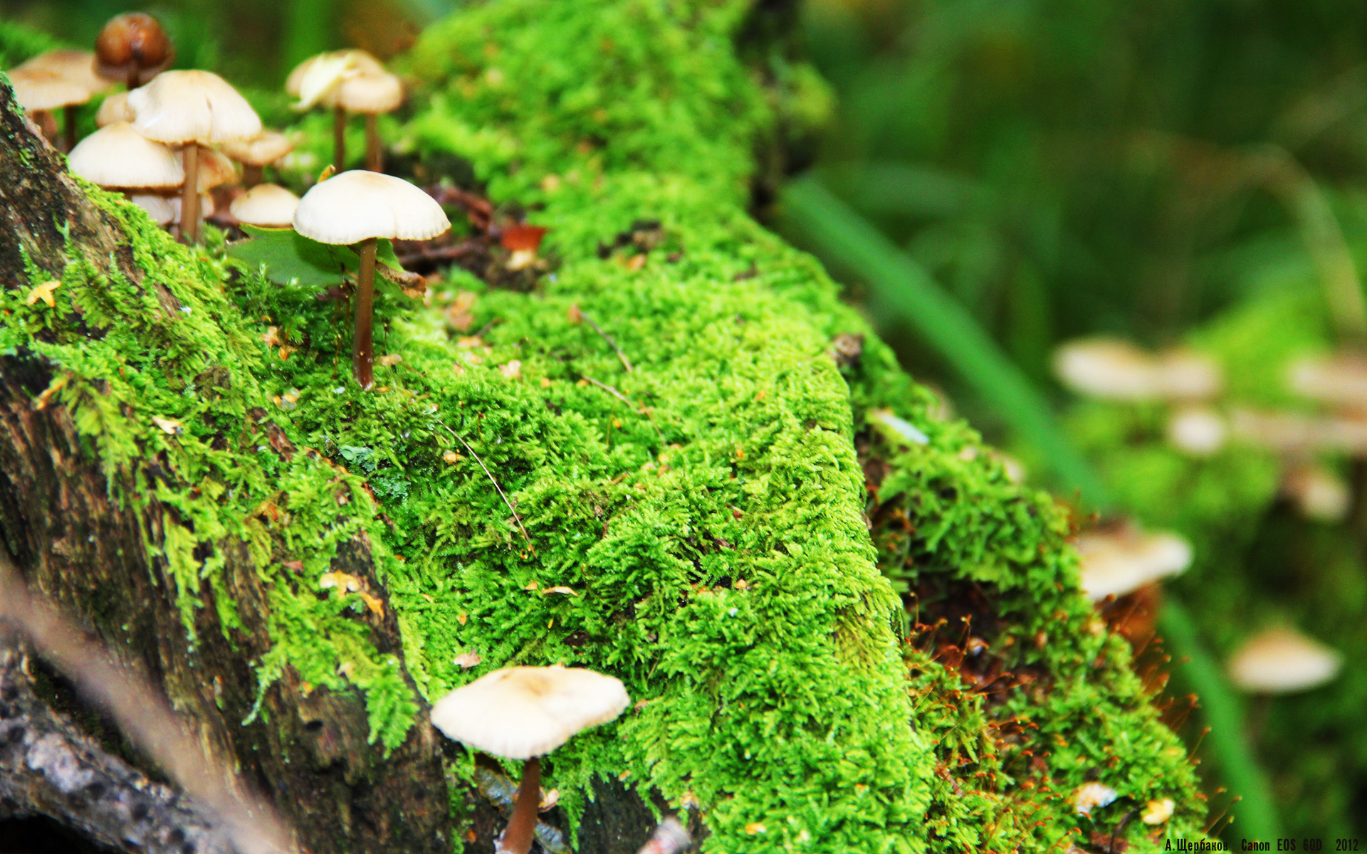 体育新闻中心发布体育内容原创度自动评估工具，体育新闻短视频