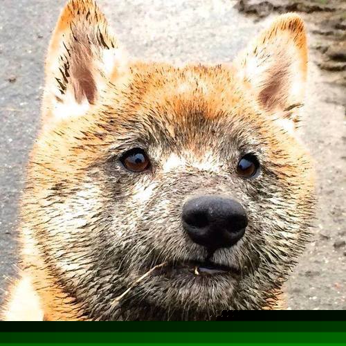 切尔西教练组战术布置获高度评价，切尔西主教练简介